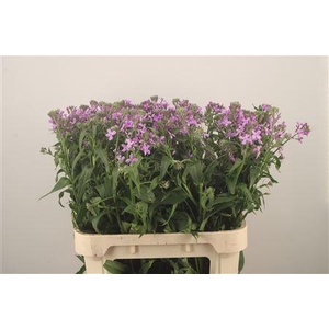 Hesperis White