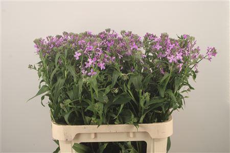<h4>Hesperis White</h4>