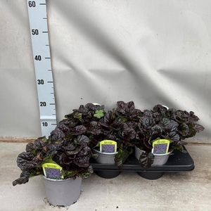 AJUGA REPT