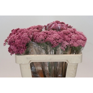 Ozothamnus Booming Pink