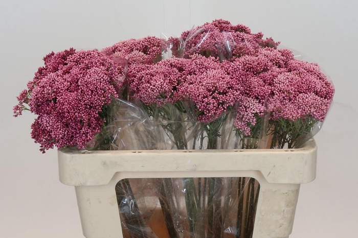 <h4>Ozothamnus Booming Pink</h4>
