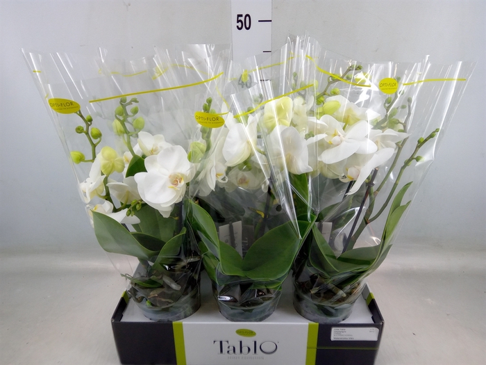 <h4>Phalaenopsis   ...white</h4>