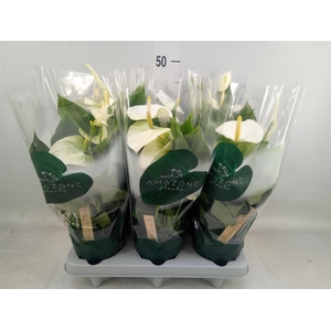 Anthurium andr. 'Samora'