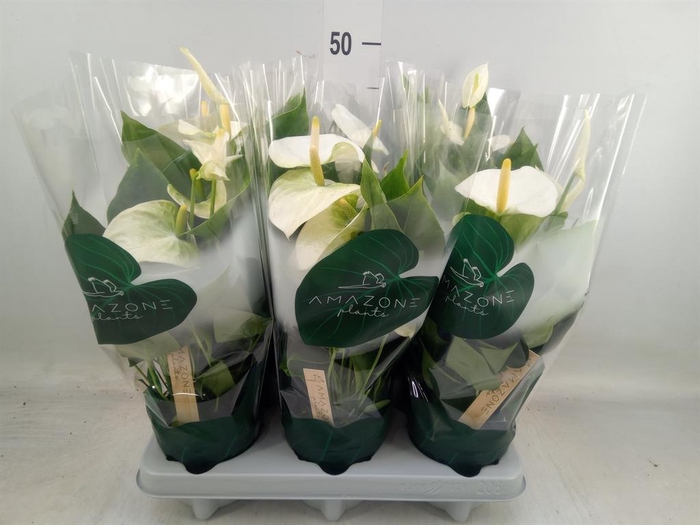 <h4>Anthurium andr. 'Samora'</h4>