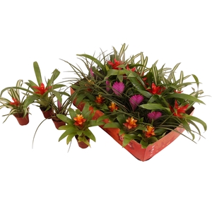 BROMELIA GEM