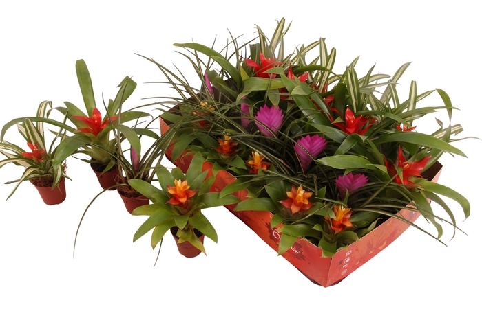 <h4>BROMELIA GEM</h4>
