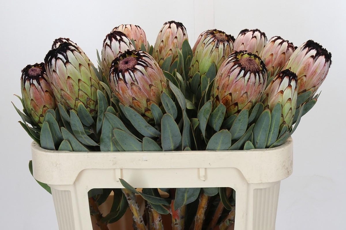 <h4>Protea Niobe</h4>