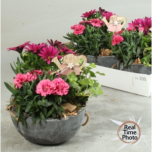 ARR TUINPLANTEN