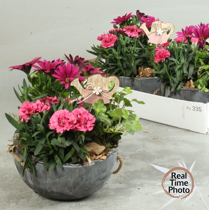 <h4>ARR TUINPLANTEN</h4>