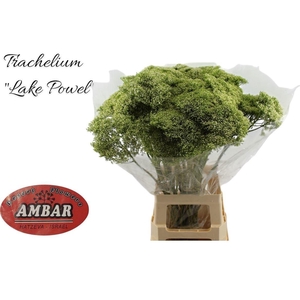 Trachelium Lake Powell Wit