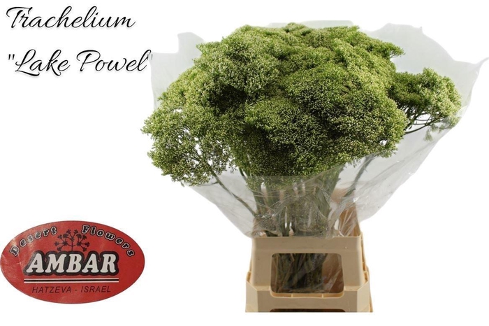 <h4>Trachelium Lake Powell Wit</h4>