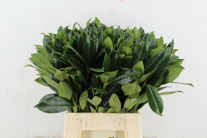 <h4>LAURIERBLAD 50CM</h4>