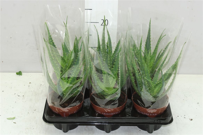 <h4>Aloe Arborescens</h4>