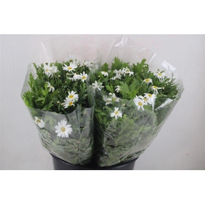 Margriet White Extra P Stem