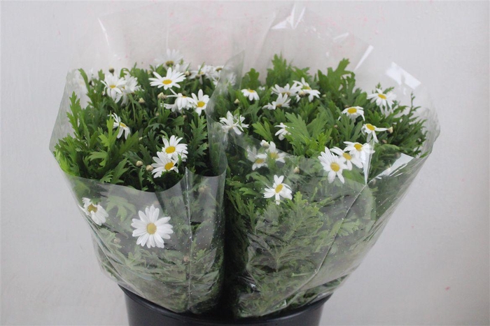 <h4>Margriet White Extra P Stem</h4>