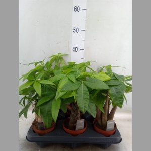 Pachira aquatica