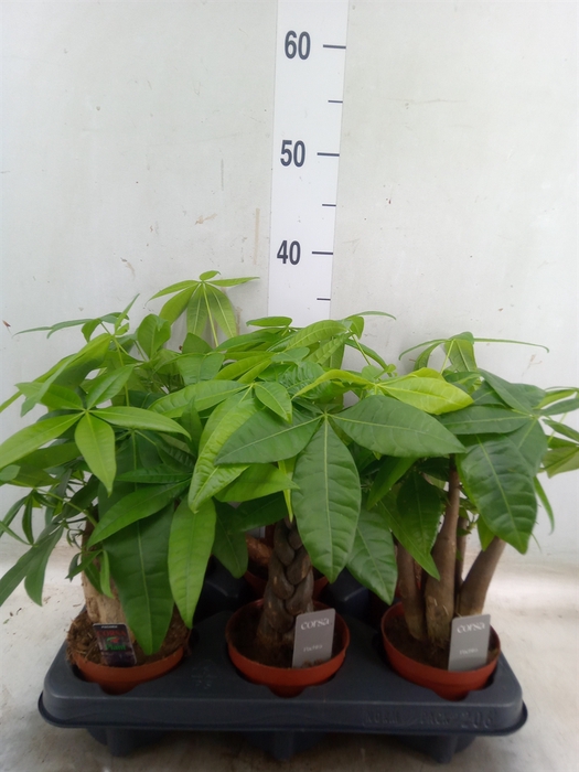 <h4>Pachira aquatica</h4>