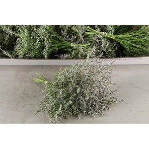 DF Gonio Tataricum Bs 30cm