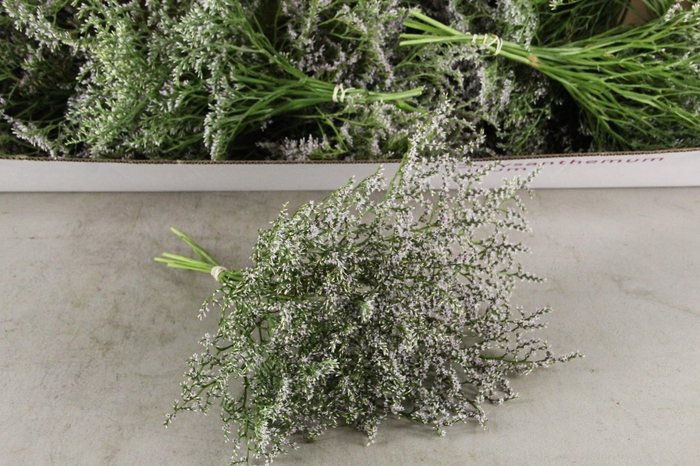 <h4>DF Gonio Tataricum Bs 30cm</h4>