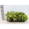 Chlorophytum gemengd