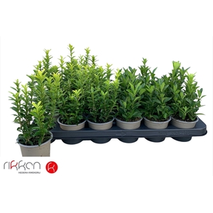 EUONYMUS JAP GEM
