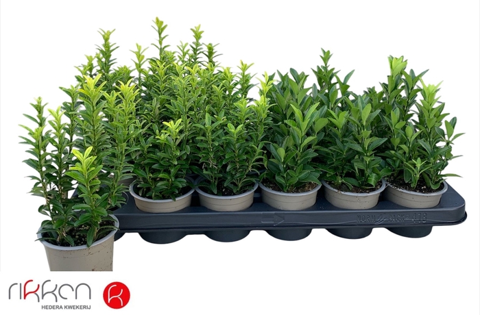 <h4>EUONYMUS JAP GEM</h4>