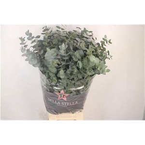 Euc Cinerea Per Bunch 200 Gram