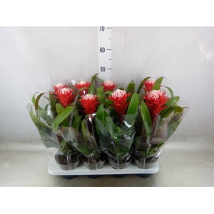 Guzmania  'Hope'