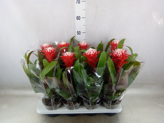 <h4>Guzmania  'Hope'</h4>