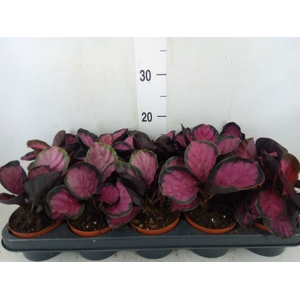 Calathea roseopicta 'Crimson'