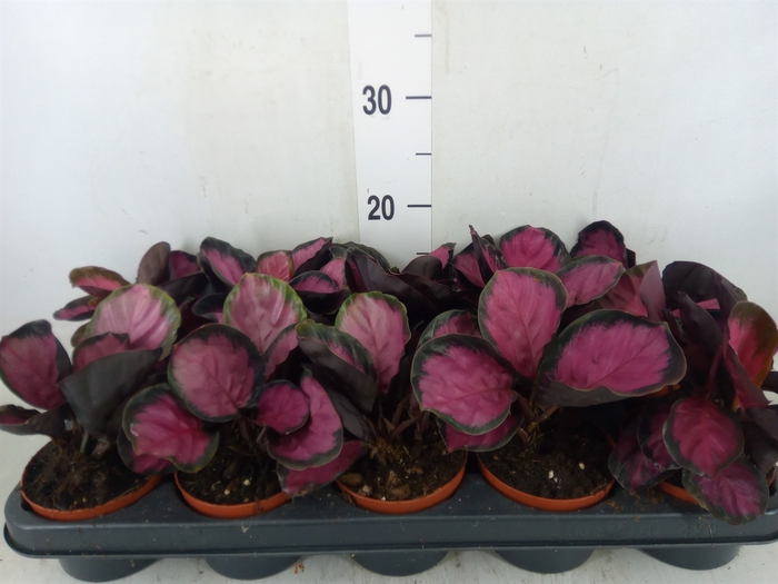 <h4>Calathea roseopicta 'Crimson'</h4>