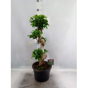 Ficus microcarpa 'Ginseng'