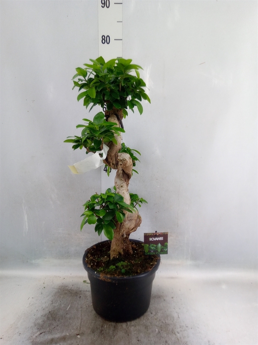 <h4>Ficus microcarpa 'Ginseng'</h4>