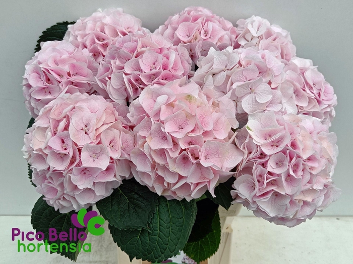 <h4>HYDR M MY PINKTOU RZ</h4>