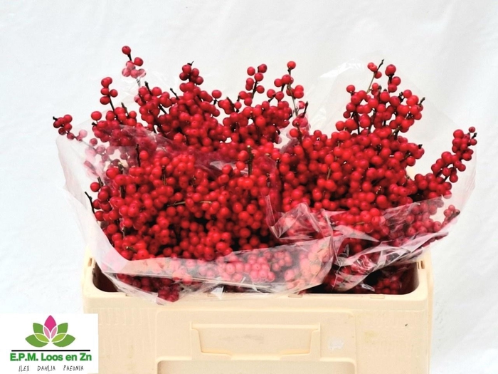 <h4>ILEX VE RODE BES</h4>