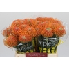 Nutans Ayoba Peach