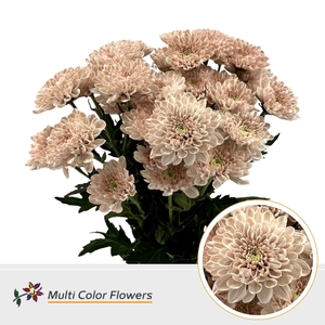 Chrysanthemum TR   ...colored H%