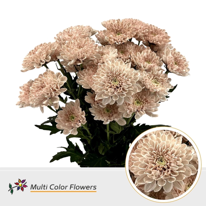 <h4>Chrysanthemum TR   ...colored H%</h4>