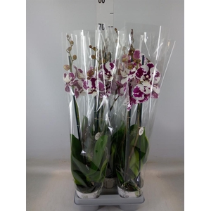 Phalaenopsis   ...mix