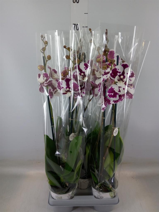 <h4>Phalaenopsis   ...mix</h4>