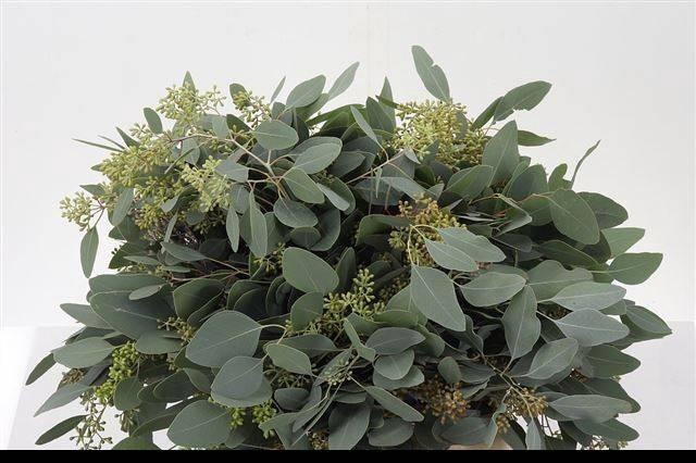 <h4>EUCA OV MET BES</h4>