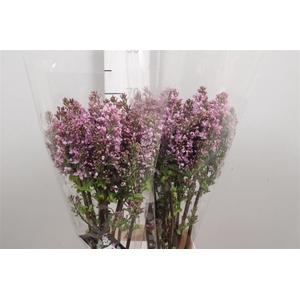 Syr V Dark Koster 2+