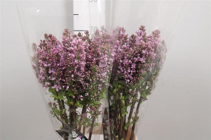 <h4>Syr V Dark Koster 4+</h4>