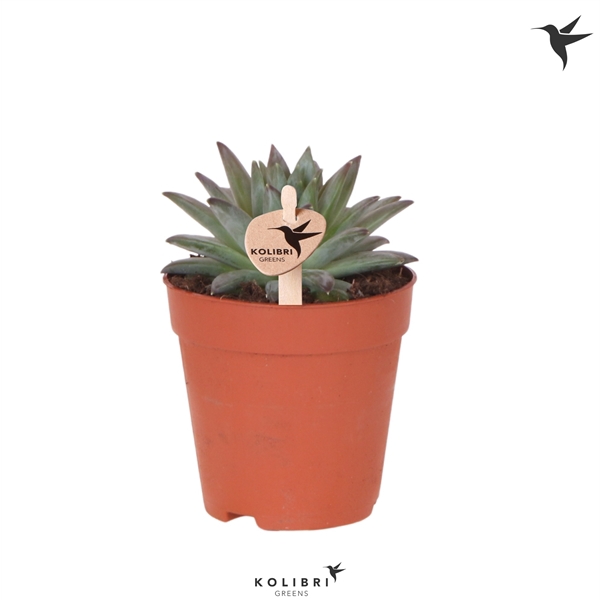 <h4>Kolibri Greens Succulenten Echeveria Proxima</h4>