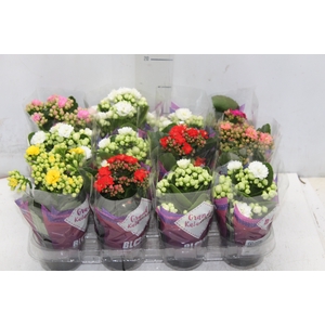 KALANCHOE DOBRADO MINI P09