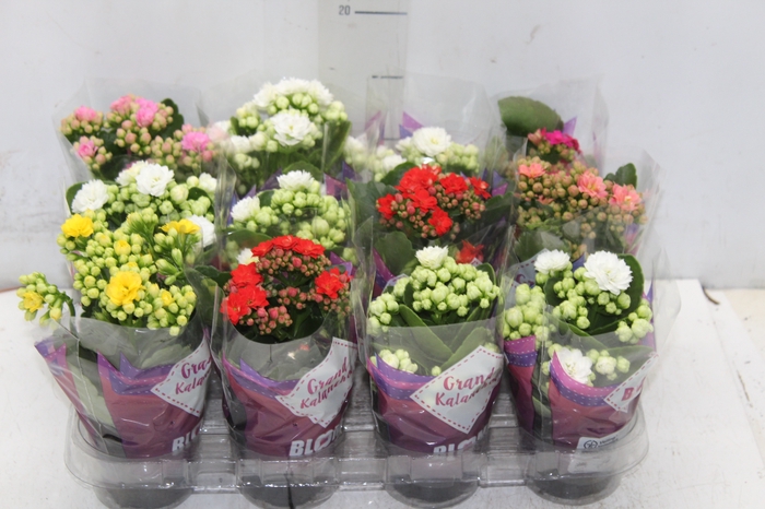 <h4>KALANCHOE DOBRADO MINI P09</h4>
