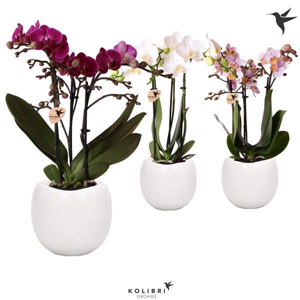 <h4>Kolibri Orchids Phalaenopsis 3 spike in Bowl pot White</h4>