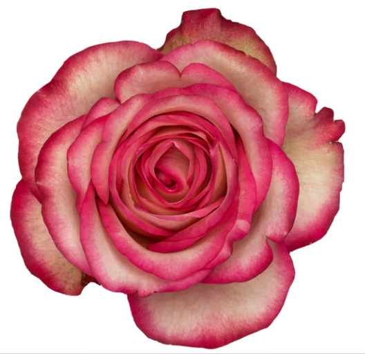 <h4>R Gr Blush Bicolor 50cm EC</h4>