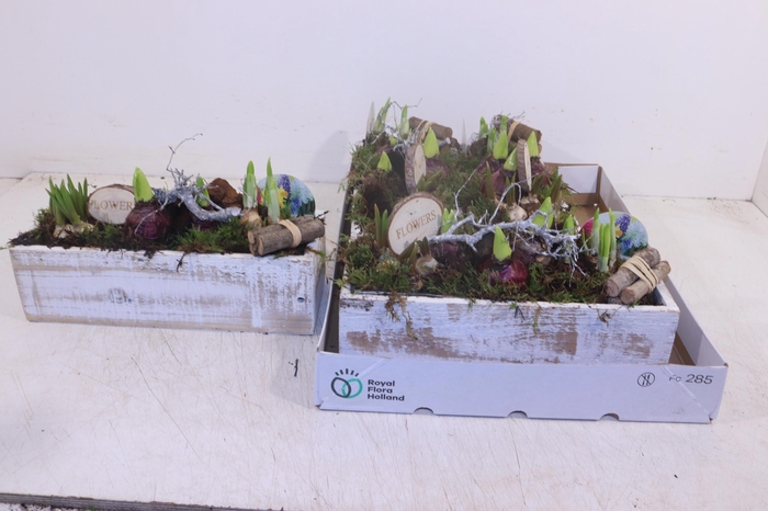 <h4>ARR BOL KNOLGEWAS</h4>