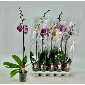 PHAL GEM